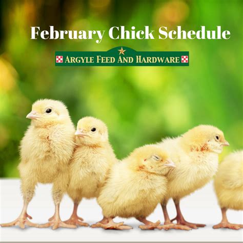 2020 Baby Chick Schedule - Argyle Feed Store