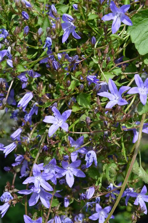 Campanula poscharskyana 'Blue Gown'#N# – Secret Garden Growers