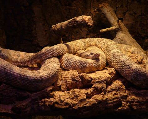 NATIONAL SERPENT DAY - February 1, 2023 - National Today