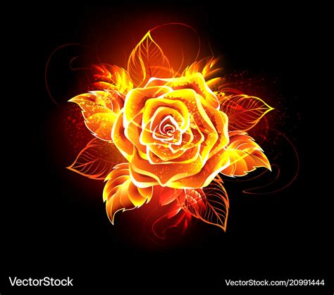 Blooming fire rose Royalty Free Vector Image - VectorStock