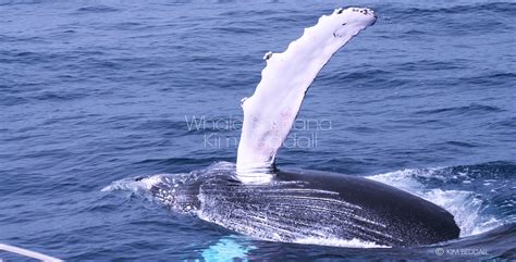 Samana Whale Watching Tours - Photo Gallery Humpback Whales Samana Bay Dominican Republic