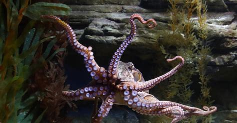 Various Aquariums Have Had Their Octopuses Escape Their Enclosures