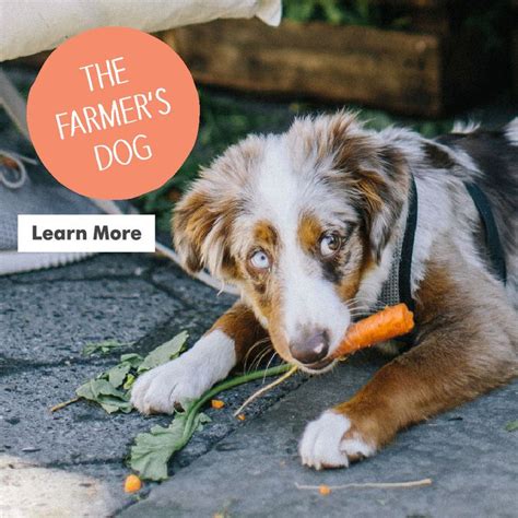 The Farmer's Dog - Fresh Food for Dogs - 2020 Review | Love Toy Dogs ...