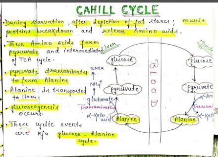 Cahill cycle notes PDF – Best Handwritten Notes for MBBS, NEET and ...