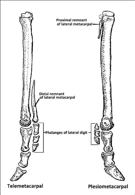 Cervid front foot (metacarpal) terminology. Foot bones as seen from the... | Download Scientific ...