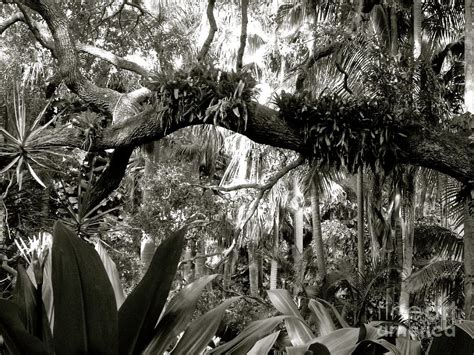 Black and white jungle Photograph by Krisztina Toth