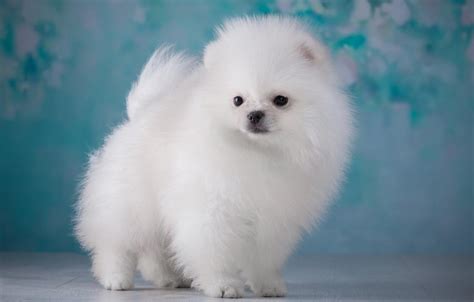 Fluffy Puppies Wallpapers - Wallpaper Cave