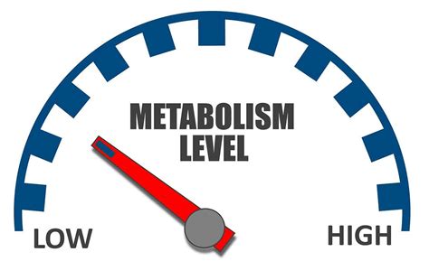 Embracing Nutrition | Your Metabolism and Your Hormones