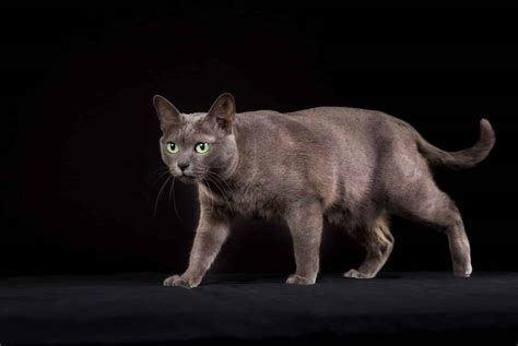 Korat Cat Breed: Full Breed Guide | Blog - Cattitude