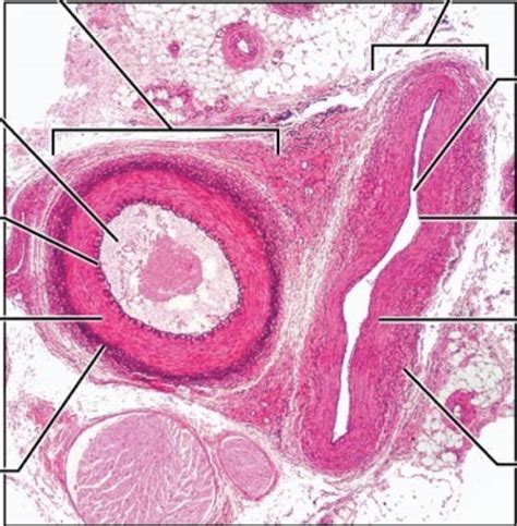 Blood Vessel Histology Diagram | Quizlet