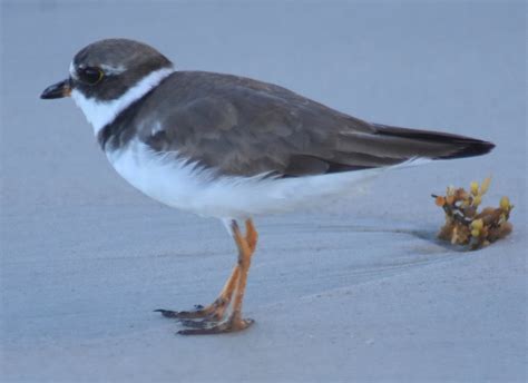 Shorebirds from Florida IDs - Help Me Identify a North American Bird ...