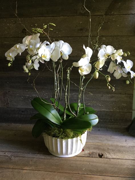 Orchids & House Plants - Dragonfly Floral Local Delivery: Send Flowers and Plants