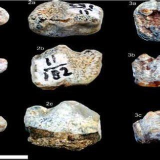 (PDF) New fossils of Suidae (Mammalia, Artiodactyla) from the Hasnot late Miocene, northern Pakistan