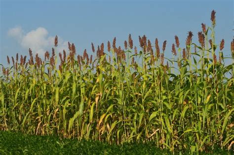 Sweet sorghum - Alchetron, The Free Social Encyclopedia