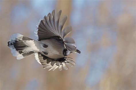 Blue Jay feathers Photograph by Asbed Iskedjian - Fine Art America