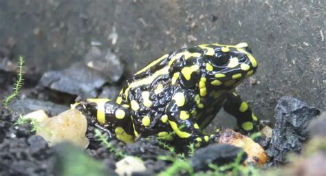 Southern Corroboree Frog | The Animal Facts | Appearance, Diet, Habitat