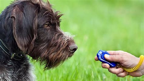 How to Use Clicker for Dog Training? Tips and Tricks - DogNeedsBest