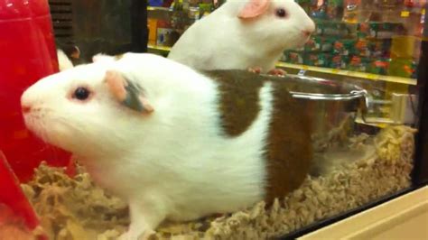 Guinea Pigs at Petsmart - iPhone 4 Video Test - YouTube