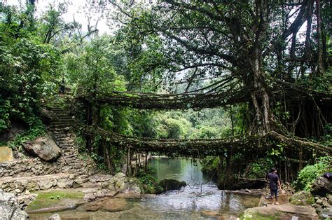 Living Root Bridges – Cherrapunji, Meghalaya – Where Was It Shot