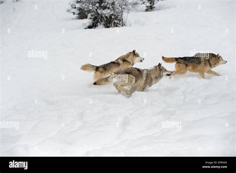 Wolf pack hunting hi-res stock photography and images - Alamy