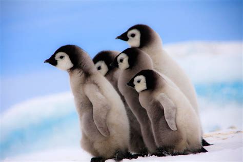 Photo of the Day: Emperor Penguin Chicks in Antarctica