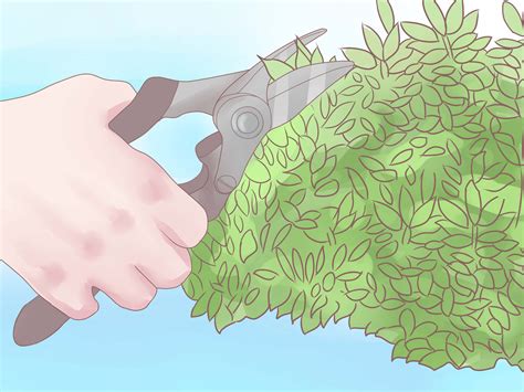 How to Prune Holly Shrubs: 6 Steps (with Pictures)