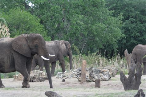 African Elephants on Kilimanjaro Safari - Animal Kingdom -… | Flickr