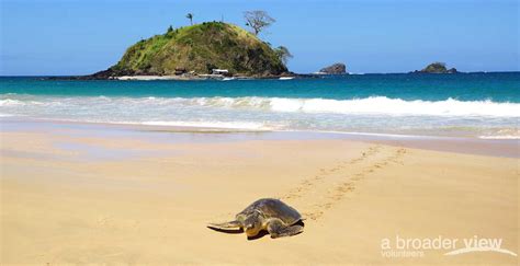 Volunteer Abroad Sea Turtle Conservation Program - Pacific & Caribbean