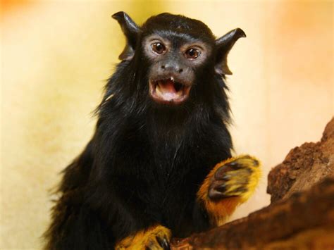 Scientists Say These Monkeys Use An 'Accent' To Communicate With Their Foe - capradio.org