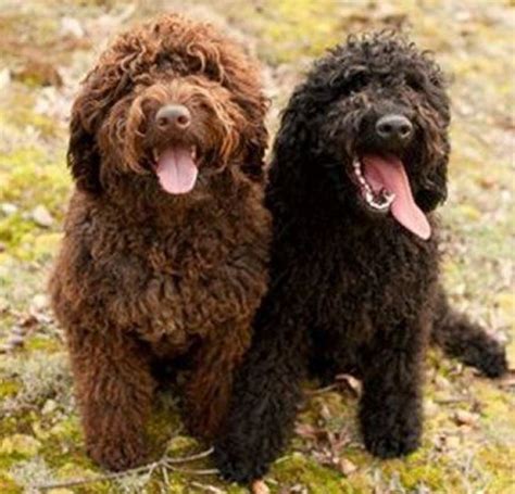 15 Popular Curly Haired Dog Breeds - 2021 - Your Dogs World