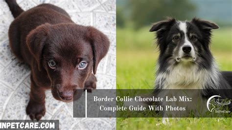 Border Collie Chocolate Lab Mix: Complete Guide With Photos