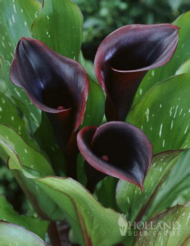 Black Star Calla Lily | Holland Bulb Farms | 77420