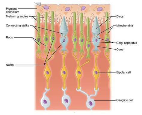 Rods vs Cones | EasyBiologyClass