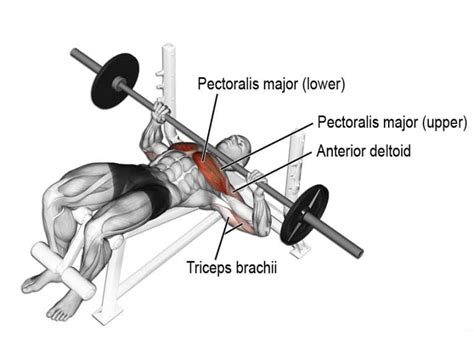 15 Best Barbell Bench Press Variations – Fitness Volt