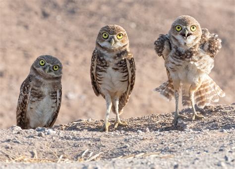 Burrowing Owls - photo credit Wendy Miller featured image - Green Foothills