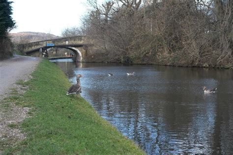 Ducks on the Leeds and Liverpool Canal | Picture | Bingley WaW