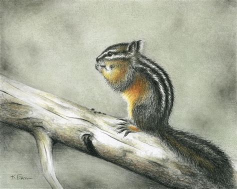 1000+ images about CHIPMONK SKETCHES AND PAINTINGS on Pinterest