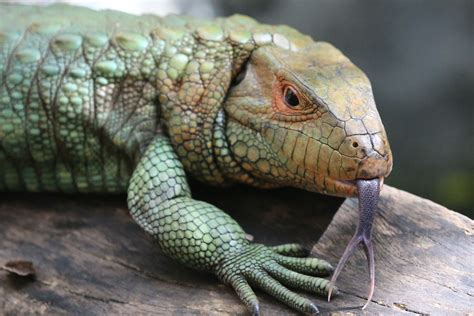 Amazon Rainforest Reptiles | Photos & Info | Thinkjungle.com