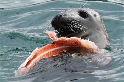 Murfs Wildlife : Atlantic Grey Seals