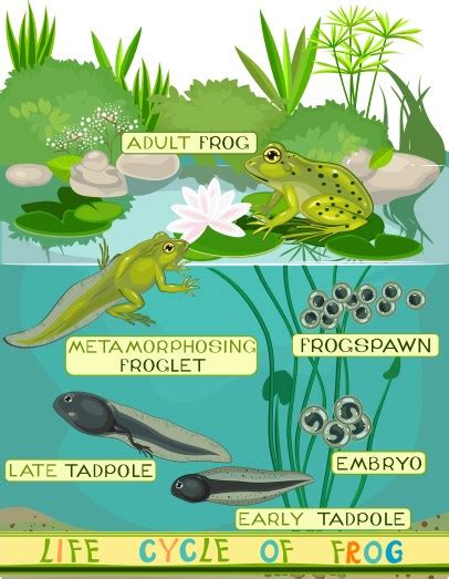 Amphibians All Share These Characteristics - Jake's Nature Blog