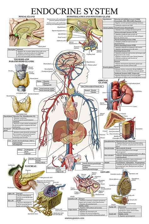 Laminated Endocrine System Anatomical Chart - Endocrine Anatomy Poster - 18" x 27": Amazon.com ...