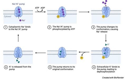 Carrier Proteins: Definition, Function, and Examples (2022)