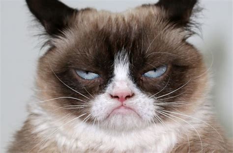 Viral Sensation Grumpy Cat Has Died At Age 7