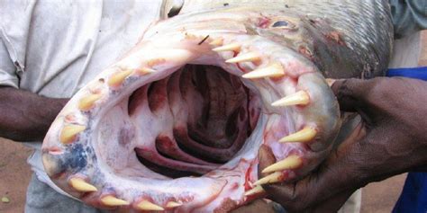 A Goliath Tigerfish’s terrifying jaws, displaying its conical teeth ...