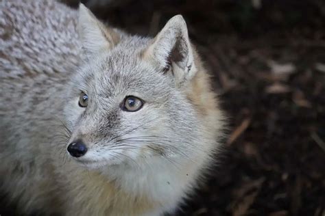 Desert Foxes | Species That Thrive in the Desert - All Things Foxes