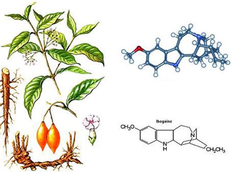 Ibogaine Treatment Bahamas | The Avante Institute