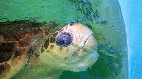 375-pound sea turtle returns to the ocean after leech infestation and flipper injuries