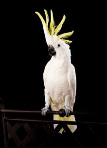 Does a Dancing Cockatoo Really Feel the Rhythm? | Discover Magazine