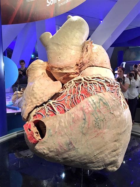 Update: Famous (and ginormous) blue whale heart is now on display | Whales and Dolphins | Earth ...