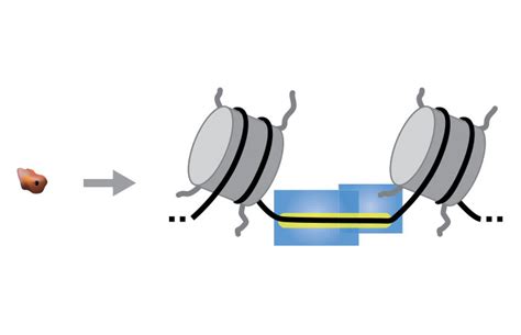 ATAC-Seq Analysis of Chromatin Accessibility